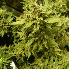 Review Image - Blackberry Auto Feminised Seeds