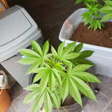 Review Image - Badazz OG Cheese Feminised Seeds