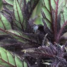 Review Image - Purple Kush CBD 1:1 Auto Feminised Seeds