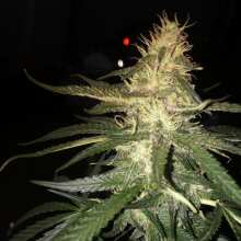 Review Image - Black D.O.G. Feminised Seeds