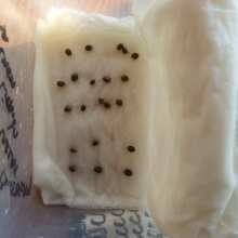 Image de révision - Super Cheese Express Auto Feminised Seeds - 5