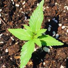 Review Image - Pakistan Ryder Auto Feminised Seeds