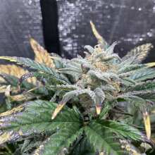 Review Image - Sour Stomper Auto Feminised Seeds