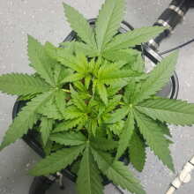 Review Image - Critical Poison FAST Feminised Seeds - 5