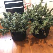 Review Image - Alaskan Purple Auto Feminised Seeds