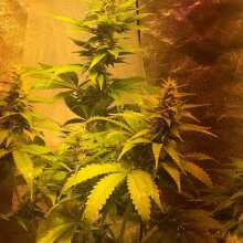 Image de révision - Dr Greenthumb's Em-Dog Feminised Seeds