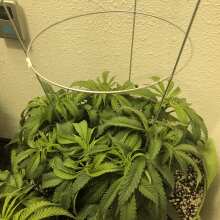 Review Image - Gorilla White Widow Feminised Seeds