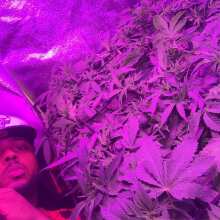 Review Image - Strawberry Banana Grape Feminised Seeds