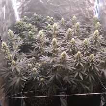 Review Image - Tropicanna Banana Feminised Seeds