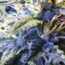 Review Image - Mexican Airlines Auto Feminised Seeds