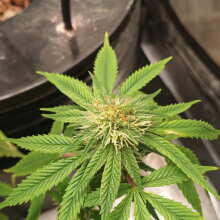 Review Image - Cream Cookies Auto Feminised Seeds