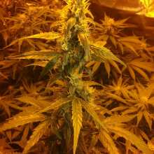 Image de révision - Fruit Punch Auto Feminised Seeds