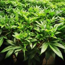 Review Image - Strawberry Lemonade Feminised Seeds