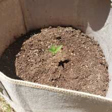 Review Image - Amnesia Auto Feminised Seeds