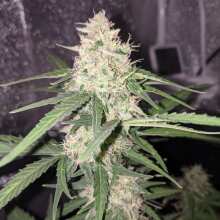 Image de révision - Anesthesia Auto Feminised Seeds