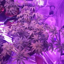 Review Image - Badazz OG Cheese Feminised Seeds