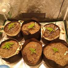 Review Image - Bruce Banger FAST Feminised Seeds