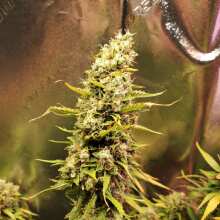 Review Image - Glueberry O.G. Auto Feminised Seeds