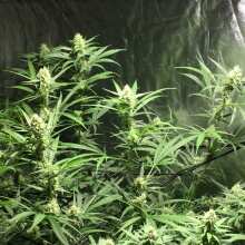 Review Image - Blue Cheese Feminised Seeds