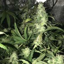 Review Image - LSD Feminised Seeds