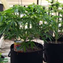 Image de révision - Sapphire Scout Feminised Seeds