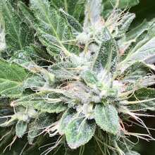 Image de révision - Northern Light Regular Seeds - 10