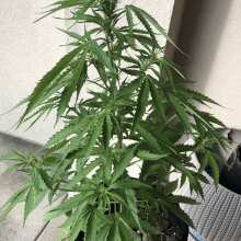 Review Image - Night Queen Auto Feminised Seeds