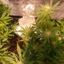 Review Image - Acapulco Gold Feminised Seeds