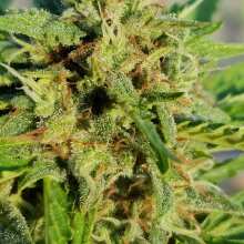 Image de révision - Fruit Punch Auto Feminised Seeds