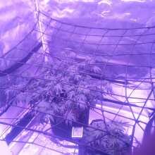 Review Image - Gelat.OG Feminised Seeds