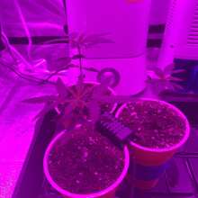 Review Image - Smoothie Auto Feminised Seeds