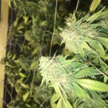 Review Image - Sapphire OG Feminised Seeds