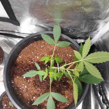 Review Image - White Widow XXL Auto Feminised Seeds