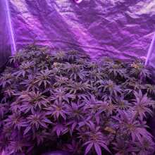 Review Image - Acapulco Gold Feminised Seeds