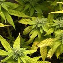 Review Image - Gelat.OG Feminised Seeds