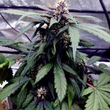 Review Image - Purple Kush CBD 1:1 Auto Feminised Seeds