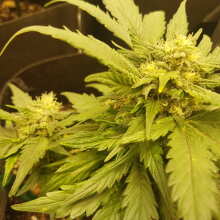 Überprüfen Sie das Bild - White Widow x Big Bud Auto Feminised Seeds