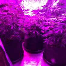 Review Image - C99 x Blueberry FAST Feminised Seeds