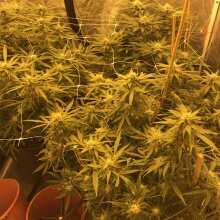 Review Image - Cream & Cheese CBD 1:1 Feminised Seeds