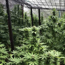 Review Image - Peyote Wi-Fi Feminised Seeds