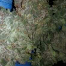 Review Image - Chocolate Mint OG 2.0 Feminised Seeds