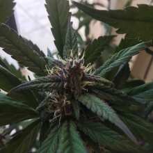 Image de révision - Crystal METH Auto Feminised Seeds