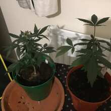 Review Image - Purple Kush CBD 1:1 Auto Feminised Seeds