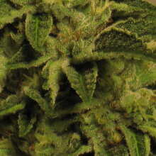 Überprüfen Sie das Bild - Louis XIII OG Feminised Seeds - 6