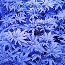 Image de révision - Critical+ 2.0 Feminised Seeds