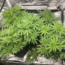 Review Image - Peyote Forum Feminised Seeds