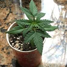 Review Image - Glue Auto Feminised Seeds (formerly Gorilla Glue)