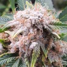 Review Image - Northern Lights Auto Feminised Seeds