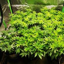 Review Image - Mimosa EVO Feminised Seeds