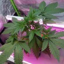 Review Image - C99 x Blueberry FAST Feminised Seeds